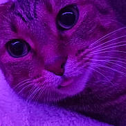 Rolo is registered to the contest to win money with this photo: animal, bed, cat, close_up, cozy, curious, cute, domestic, eyes, feline, fur, indoor, pet, portrait, purple_light, relaxed, resting, soft, tongue_out, whiskers