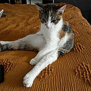 Moonpie joined the competition — help win amazing prizes! animal, bed, blanket, calico, cat, companion, cozy, cute, ears, feline, fur, gray, indoor, orange, pet, relaxed, resting, stretching, whiskers, white