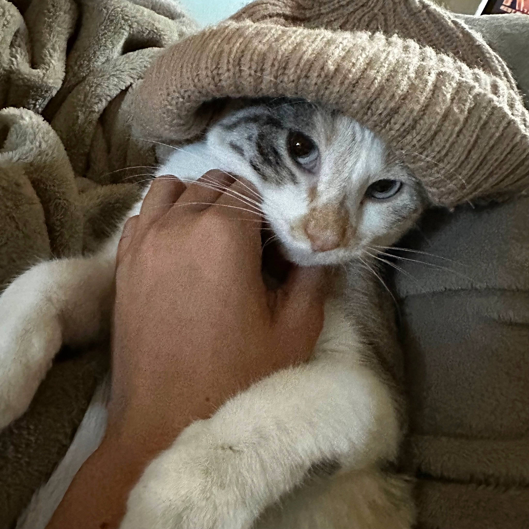 Jupiter is registered to the contest to win money with this photo: cap, carnivore, cat, claw, comfort, cowboy_hat, domestic_short_haired_cat, fashion_accessory, fawn, fedora, felidae, fur, hat, linens, paw, small_to_medium_sized_cats, snout, sun_hat, tail, whiskers