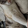 Jupiter joined the competition — help win amazing prizes! animal, bed, cat, cozy, cute, domestic, fur, gray, indoor, mammal, paws, peaceful, pet, relaxed, resting, sleeping, soft, striped, whiskers, white