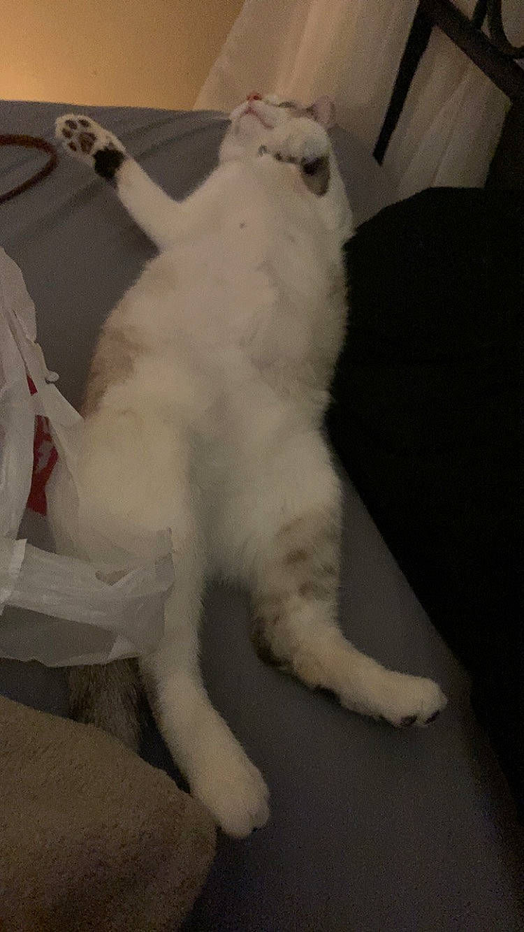 Jupiter joined the competition — help win amazing prizes! canidae, carnivore, cat, claw, comfort, companion_dog, dog_breed, fang, fawn, felidae, flooring, fur, hardwood, paw, small_to_medium_sized_cats, sporting_group, tail, terrestrial_animal, whiskers