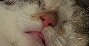 Jupiter is registered to the contest to win money with this photo: adorable, animal, cat, close_up, cozy, cute, face, feline, fur, indoor, muzzle, nose, pet, pink_nose, relaxation, resting, sleeping, soft, tongue, whiskers