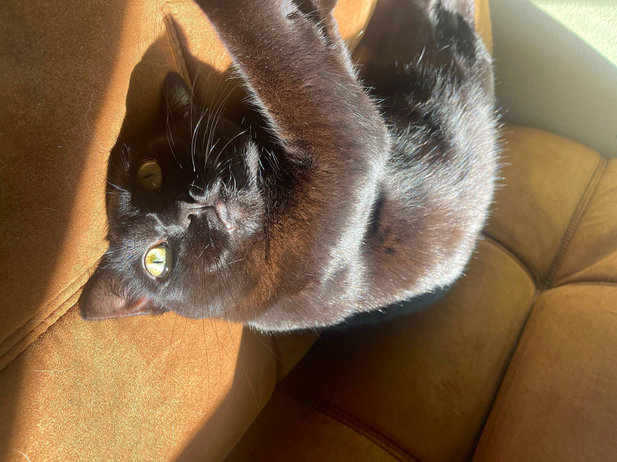 Dracula joined the competition — help win amazing prizes! canidae, carnivore, cat, claw, comfort, couch, dog_breed, domestic_short_haired_cat, ear, fawn, felidae, foot, fur, grey, human_leg, paw, small_to_medium_sized_cats, snout, tail, whiskers