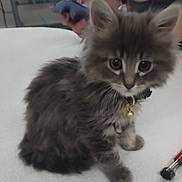 Marley joined the competition — help win amazing prizes! kitten, cat, gray_fur, fluffy, collar, bell, indoor, pet, animal, cute, small, young, curious, sitting, white_background, hand, phone, pen, table, domestic