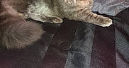 Marley is registered to the contest to win money with this photo: cat, gray_cat, fluffy, yellow_eyes, bed, blanket, striped_bedspread, indoor, pet, feline, relaxed, lying_down, cozy, soft_fur, whiskers, tail, paw, domestic_animal, animal, cute