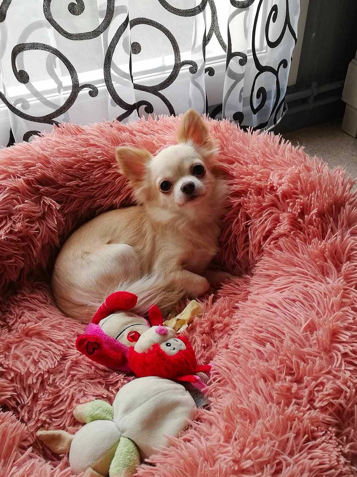 Toha a rejoint le concours — aidez-le/la à gagner de superbes lots ! basket, canidae, carnivore, companion_dog, dog, dog_breed, dog_supply, fawn, felidae, fur, hat, magenta, pet_supply, pink, snout, sporting_group, television, toy, toy_dog, whiskers