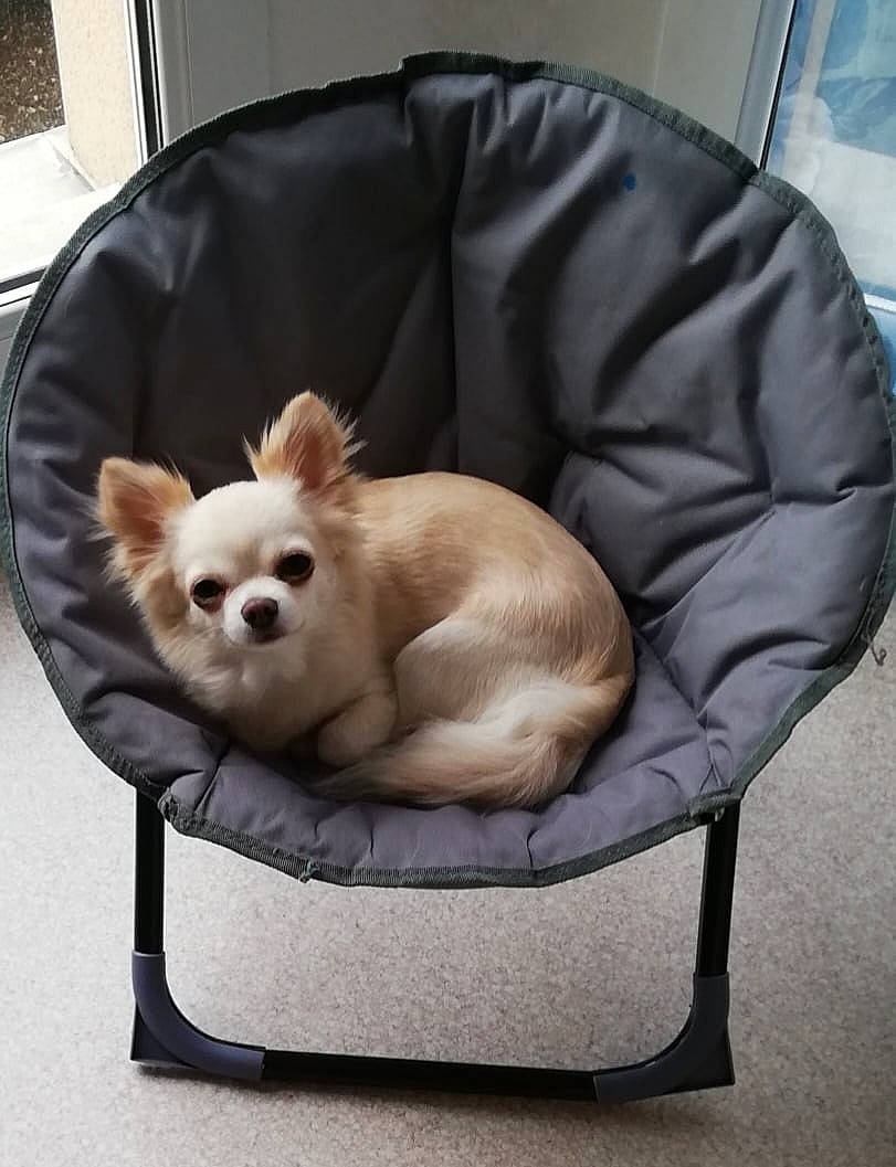 Toha participe au concours pour gagner de l'argent avec cette photo : canidae, carnivore, chair, comfort, companion_dog, corgi_chihuahua, dog, dog_breed, dog_supply, fawn, fur, liver, non_sporting_group, pet_supply, sitting, sporting_group, tail, toy_dog, whiskers, working_animal