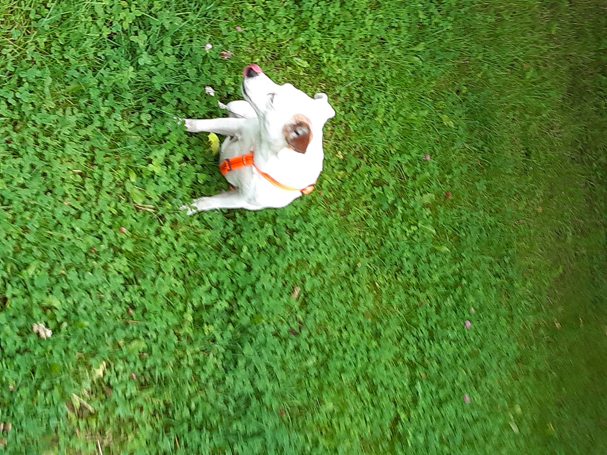 India participe au concours pour gagner de l'argent avec cette photo : artificial_turf, field, flooring, garden, grass, grass_family, grassland, groundcover, happy, landscape, lawn, meadow, pasture, people_in_nature, petal, plant, shrub, soil, terrestrial_plant, toy