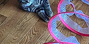 Tigger is registered to the contest to win money with this photo: cat, tabby_cat, tabby, pet, toy, hardwood_floor, floor, indoor, striped, collar, relaxed, lying_down, curious, play_toy, pink_ribbon, mesh_tunnel, paw, ears, eyes, wooden_planks