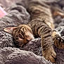 Tigger is registered to the contest to win money with this photo: cat, tabby, pet, sleeping, blanket, cozy, fur, paw, whiskers, close_up, bokeh, indoor, bed, relaxed, striped_fur, portrait, feline, nap, soft_texture, paws_outstretched