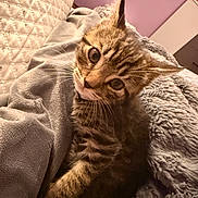 Tigger joined the competition — help win amazing prizes! cat, kitten, pet, tabby_cat, whiskers, fur, big_eyes, blanket, bedding, cozy, indoor, portrait, close_up, bed, soft_texture, sleepy, cute, pillow, mammal, paw