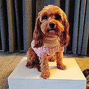 Piper is registered to the contest to win money with this photo: dog, pet, sweater, brown_dog, cute, indoor, carpet, curtains, platform, portrait, animal, fur, small_dog, fashion, cozy, looking_up, mammal, domestic_animal, companion, adorable