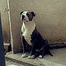 Dobby a rejoint le concours — aidez-le/la à gagner de superbes lots ! dog, sitting, outdoor, wall, concrete, tiles, pet, animal, quiet, calm, resting, brown, white, texture, side_view, floor, metal, shadow, pavement, canine