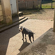 Dobby participe au concours pour gagner de l'argent avec cette photo : dog, outdoor, courtyard, sunlight, fence, building, garden, pavement, shadow, tree, sky, pet, animal, daytime, nature, yard, residential, curious, canine, quiet