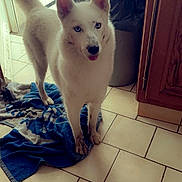Ruby participe au concours pour gagner de l'argent avec cette photo : dog, white_dog, blue_eyes, muddy_paws, tiled_floor, blue_towel, kitchen, trash_can, wooden_cabinet, indoor, pet, curious, standing, tongue_out, home, floor_tiles, domestic, cleaning, animal, canine