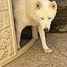 Ruby participe au concours pour gagner de l'argent avec cette photo : dog, white_dog, animal, pet, outdoor, doorway, concrete, stone_wall, curious, walking, canine, sunlight, shadow, decorative, texture, quiet, daytime, nature, mammal, friendly