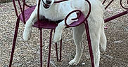 Ruby a rejoint le concours — aidez-le/la à gagner de superbes lots ! dog, white_dog, brown_and_white_dog, metal_chair, purple_chair, outdoor, playful, chewing, pet, canine, fence, concrete, texture, two_dogs, animal, daylight, funny_pose, seat, resting, curious