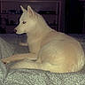 Ruby a rejoint le concours — aidez-le/la à gagner de superbes lots ! dog, white_dog, bed, indoor, pet, animal, fur, sitting, side_view, ears, bedspread, shelving, room, cozy, domestic, canine, resting, looking_away, furniture, comfort