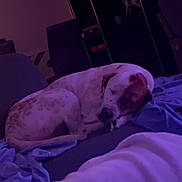 Bijou a rejoint le concours — aidez-le/la à gagner de superbes lots ! dog, sleeping, bed, indoor, purple_lighting, furniture, blanket, resting, canine, calm, night, cozy, curled_up, domestic_animal, pet, relaxation, quiet, room, sleep, mammal