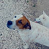Bijou a rejoint le concours — aidez-le/la à gagner de superbes lots ! dog, dogs, outdoor, gravel, dirt, white_dog, brown_and_white_dog, pet, animal, canine, tongue_out, looking_up, playful, nature, cute, companion, two_animals, fur, curious, ground