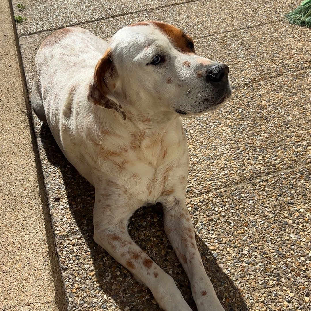 Bijou a rejoint le concours — aidez-le/la à gagner de superbes lots ! dog, outdoor, sunlight, relaxed, spot, toy, chew_toy, pavement, pet, animal, laying, brown, white, shadow, playful, companion, friendly, canine, leisure, attention