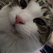 Oogie Boogie is registered to the contest to win money with this photo: animal, blurred_background, cat, close_up, curious, domestic_cat, eyes, face, feline, fur, hand, indoor, nose, person, pet, pink_nose, soft_light, tabby, whiskers, white_fur