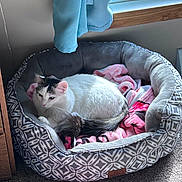 Lazy Bones is registered to the contest to win money with this photo: animal, black_markings, blanket, carpet, cat, cozy, curtain, domestic_cat, feline, home_interior, indoor, patterned_bed, pet_bed, pink_blanket, relaxed, resting, soft_fabric, sunlight, white_cat, window