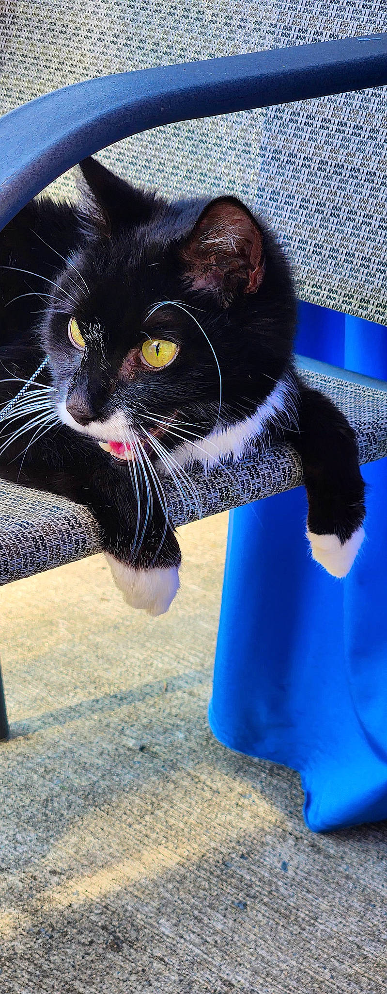 Dillinger is registered to the contest to win money with this photo: asphalt, black_cat, blue, carnivore, cat, claw, domestic_short_haired_cat, electric_blue, felidae, fur, gesture, grass, paw, road_surface, shadow, small_to_medium_sized_cats, snout, tail, tints_and_shades, whiskers