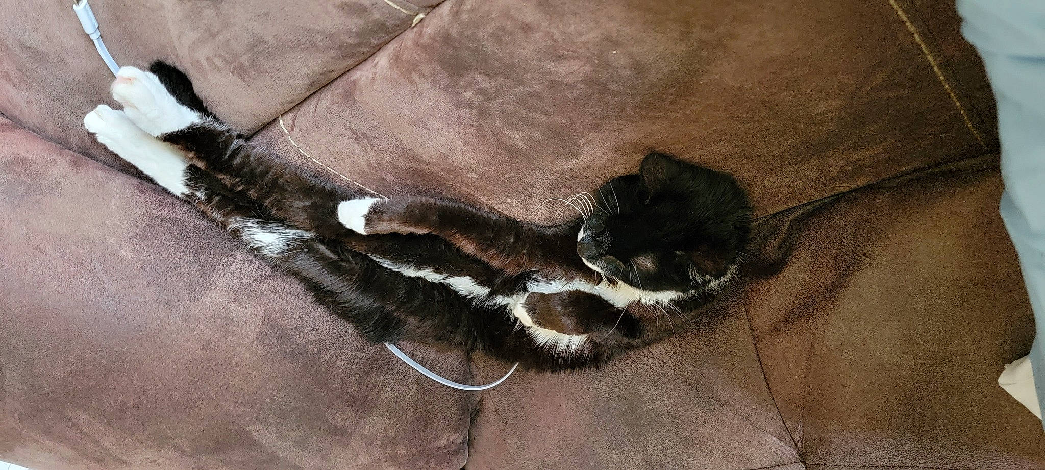 Dillinger is registered to the contest to win money with this photo: art, cat, claw, comfort, fashion_accessory, fawn, fur, grey, hair_accessory, liver, metal, natural_material, pattern, paw, strap, tail, terrestrial_animal, twig, wood