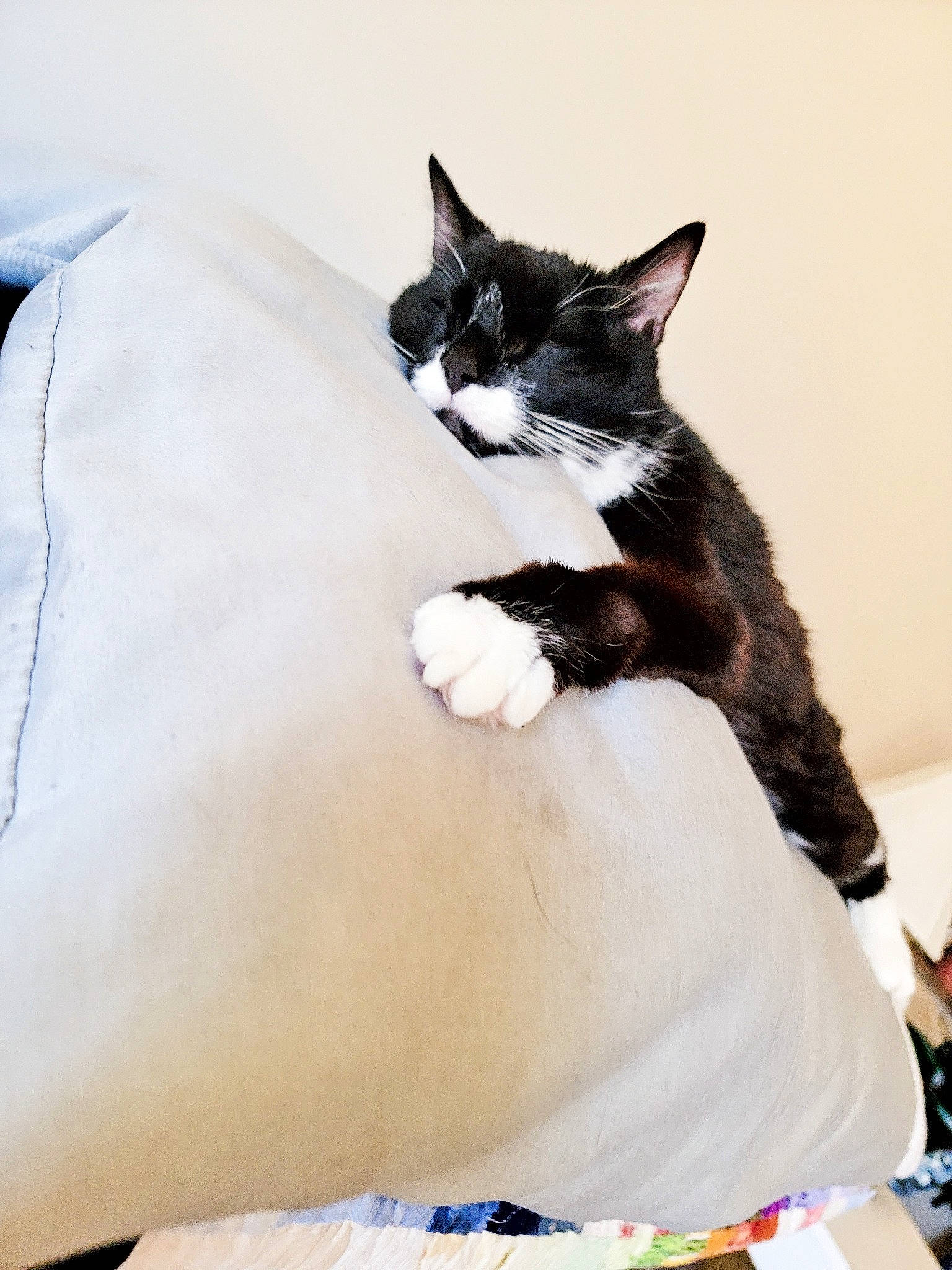 Dillinger is registered to the contest to win money with this photo: black_cat, carnivore, cat, claw, comfort, domestic_short_haired_cat, felidae, fur, gesture, linens, paw, plant, room, sitting, small_to_medium_sized_cats, snout, stairs, tail, tree, whiskers