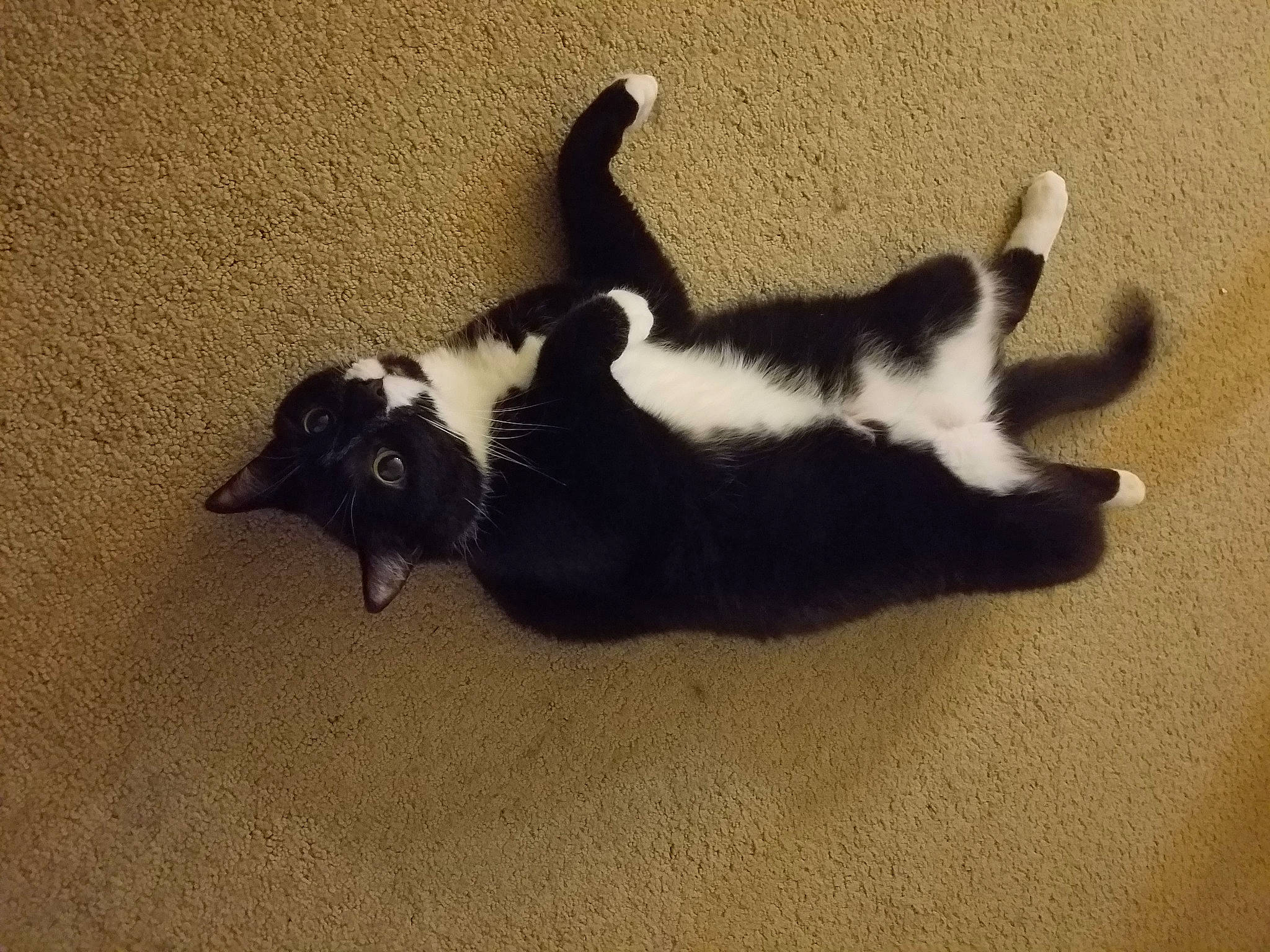 Dillinger joined the competition — help win amazing prizes! canidae, carnivore, cat, comfort, dog_breed, domestic_short_haired_cat, felidae, flooring, fur, hardwood, paw, shadow, small_to_medium_sized_cats, sporting_group, tail, terrestrial_animal, tints_and_shades, whiskers, wood