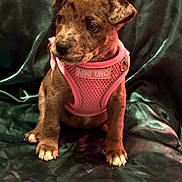 Mini Uno is registered to the contest to win money with this photo: puppy, dog, pet, brindle, pink_harness, cute, sitting, green_background, indoor, young, small, ears, fur, animal, domestic_animal, canine, collar, looking_away, front_paws, adorable