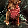 puppy, dog, pet, brindle, pink_harness, cute, sitting, green_background, indoor, young, small, ears, fur, animal, domestic_animal, canine, collar, looking_away, front_paws, adorable