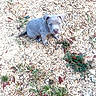 animal, blue_eyes, cute, dog, floppy_ears, grass, gravel, gray_dog, ground, looking_at_camera, nature, outdoor, pebbles, pet, portrait, puppy, short_fur, sitting, small_dog, sunlight