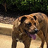 Gunnar is registered to the contest to win money with this photo: alert, animal, brindle, bushes, canine, curb, daytime, dog, friendly, greenery, mammal, nature, outdoor, pavement, pet, shadow, summer, sunlight, tongue_out, walking
