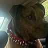 Gunnar is registered to the contest to win money with this photo: alert, animal, brown_dog, canine, car_interior, companion, dog, domestic_animal, indoor, leisure, looking_away, mammal, pet, portrait, seat, side_view, sitting, spiked_collar, vehicle, window