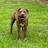 alert, animal, brindle, canine, collar, dog, ears, fur, grass, green, happy, lawn, nature, outdoor, pet, playful, spiked_collar, standing, summer, tongue_out