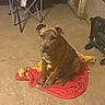 animal, blanket, brindle, brown, chair, collar, concrete, dim_lighting, dog, dumbbells, floor, indoor, looking, pet, quiet, red, rustic, sitting, stroller, yellow