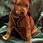 Gunnar joined the competition — help win amazing prizes! puppy, dog, pet, brown, harness, sitting, fabric, green, cute, animal, young, indoor, fur, canine, portrait, small, domestic, friendly, whiskers, ears