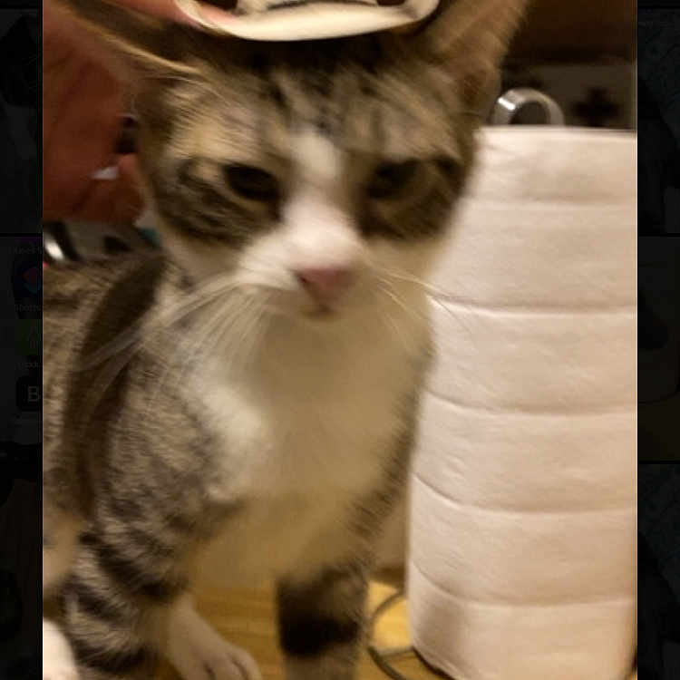 Samsun is registered to the contest to win money with this photo: animal, blurry, brown_fur, cat, close_up, countertop, cowboy_hat, domestic_cat, feline, hand, hat, indoor, kitchen, paper_towel_roll, pet, standing, striped_fur, tabby_cat, white_fur, white_paws