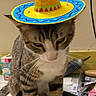 Samsun is registered to the contest to win money with this photo: animal, black_object, box, cat, domestic_animal, feline, floor, hat, household_items, indoor, pen, pet, sitting, sombrero, striped_fur, tabby_cat, wall, whiskers, white_paws, yellow_trim
