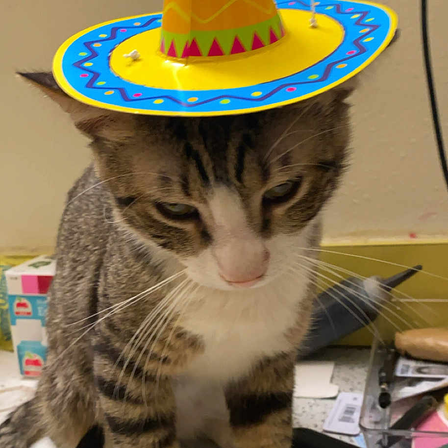 Samsun is registered to the contest to win money with this photo: animal, black_object, box, cat, domestic_animal, feline, floor, hat, household_items, indoor, pen, pet, sitting, sombrero, striped_fur, tabby_cat, wall, whiskers, white_paws, yellow_trim