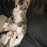 Samsun joined the competition — help win amazing prizes! alert, animal, cat, curious, cute, ears, feline, fur, indoor, kitten, paws, pet, relaxed, sitting, small, striped, tabby, whiskers, white_belly, young