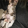 alert, animal, cat, curious, cute, ears, feline, fur, indoor, kitten, paws, pet, relaxed, sitting, small, striped, tabby, whiskers, white_belly, young