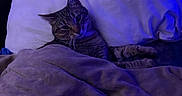 Sweetie is registered to the contest to win money with this photo: cat, tabby_cat, blanket, pillow, bed, indoor, cozy, resting, feline, animal, fur, sleepy, comfort, pet, soft, relaxing, blue_light, whiskers, cute, domestic_cat
