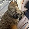 Sweetie joined the competition — help win amazing prizes! cat, tabby, sleeping, blanket, striped, cozy, fur, pet, domestic_animal, resting, paws, close_up, indoor, soft_texture, animal, relaxed, cute, feline, nap, comfort