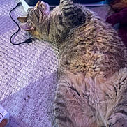 Sweetie is registered to the contest to win money with this photo: cat, tabby, fur, relaxed, lying_down, gaming_console, usb_cable, indoor, carpet, electronics, pet, sleepy, whiskers, paws, home, technology, cozy, feline, plush_toy, purple_light