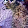 cat, tabby, fur, relaxed, lying_down, gaming_console, usb_cable, indoor, carpet, electronics, pet, sleepy, whiskers, paws, home, technology, cozy, feline, plush_toy, purple_light