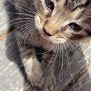 Tiki joined the competition — help win amazing prizes! kitten, cat, tabby, close_up, whiskers, outdoor, sunlight, wooden_surface, pet, animal, young, cute, feline, curious, fur, portrait, small, domestic_animal, nature, daylight