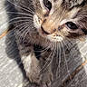 kitten, cat, tabby, close_up, whiskers, outdoor, sunlight, wooden_surface, pet, animal, young, cute, feline, curious, fur, portrait, small, domestic_animal, nature, daylight